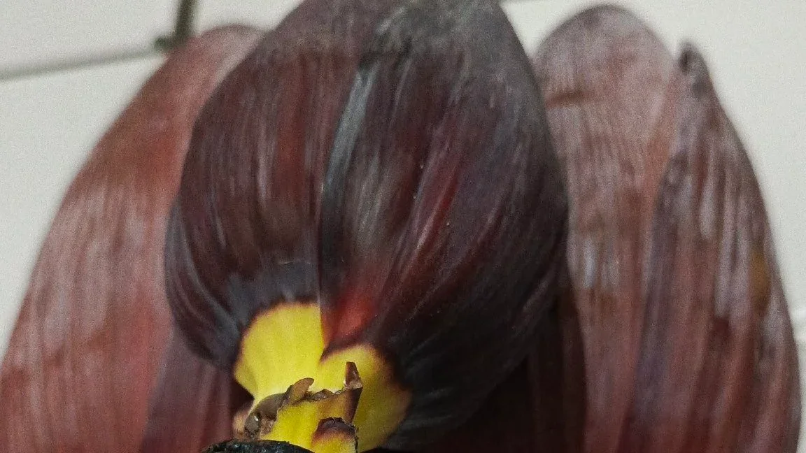 Jantung Pisang