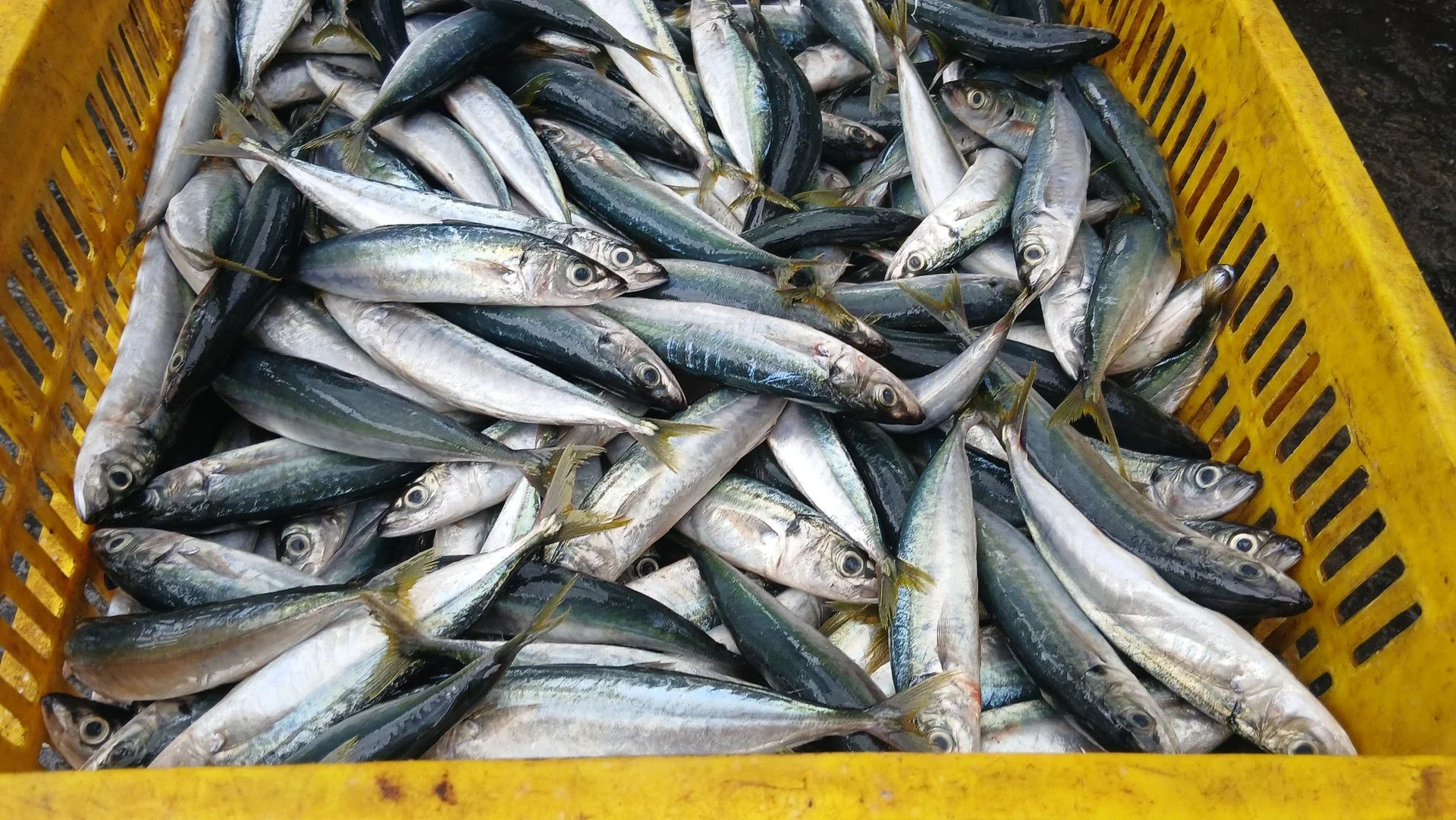 Jenis ikan