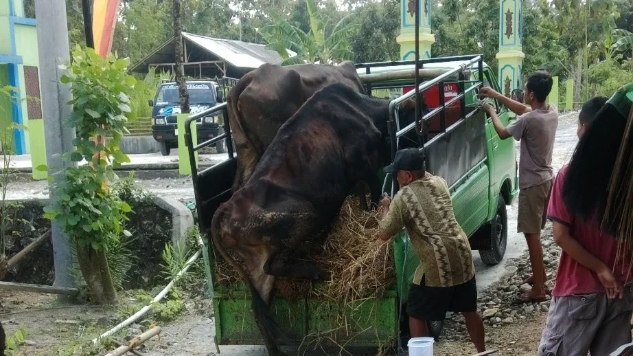 Jual Sapi