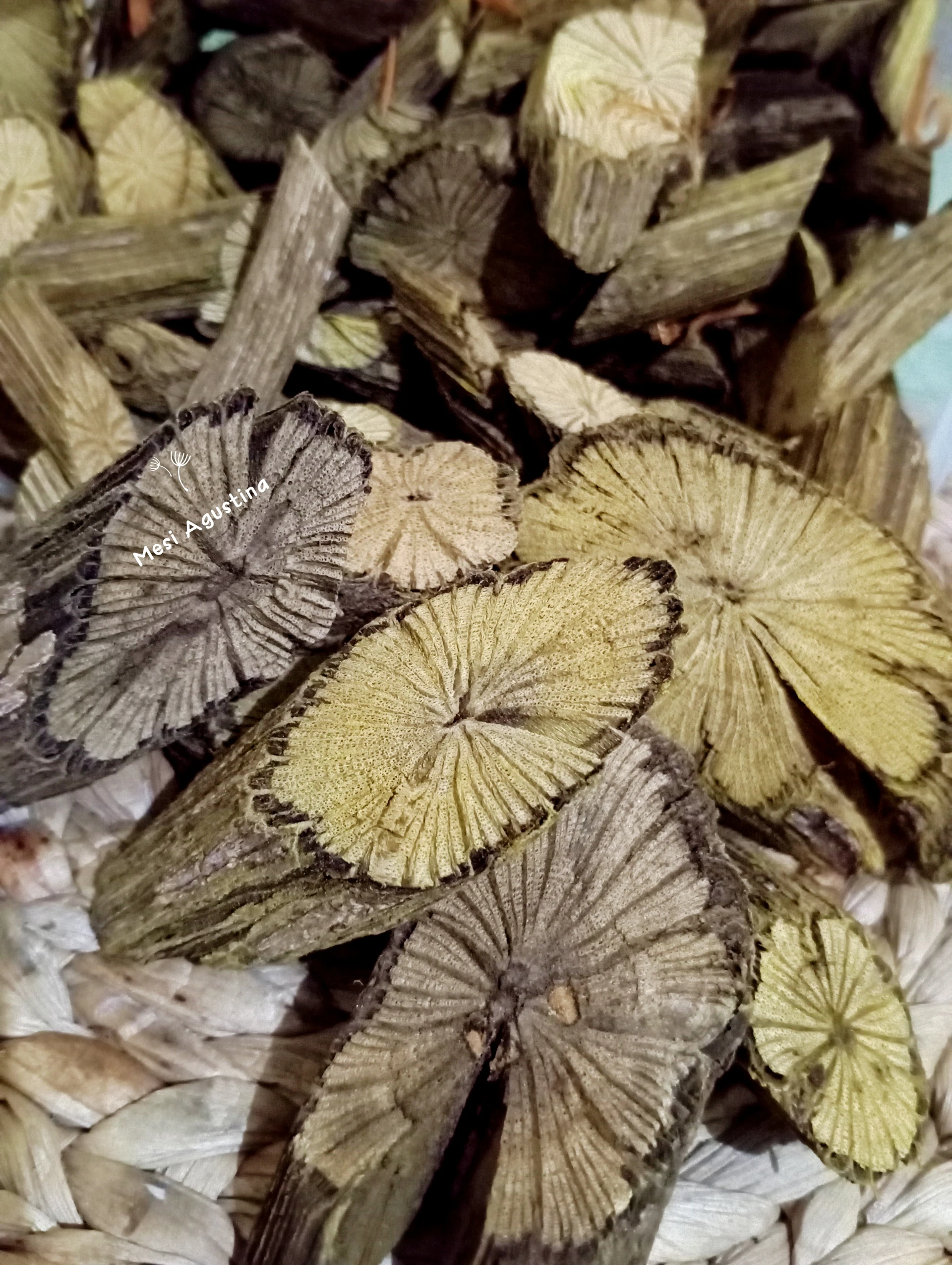 Akar Kayu BAJAKAH