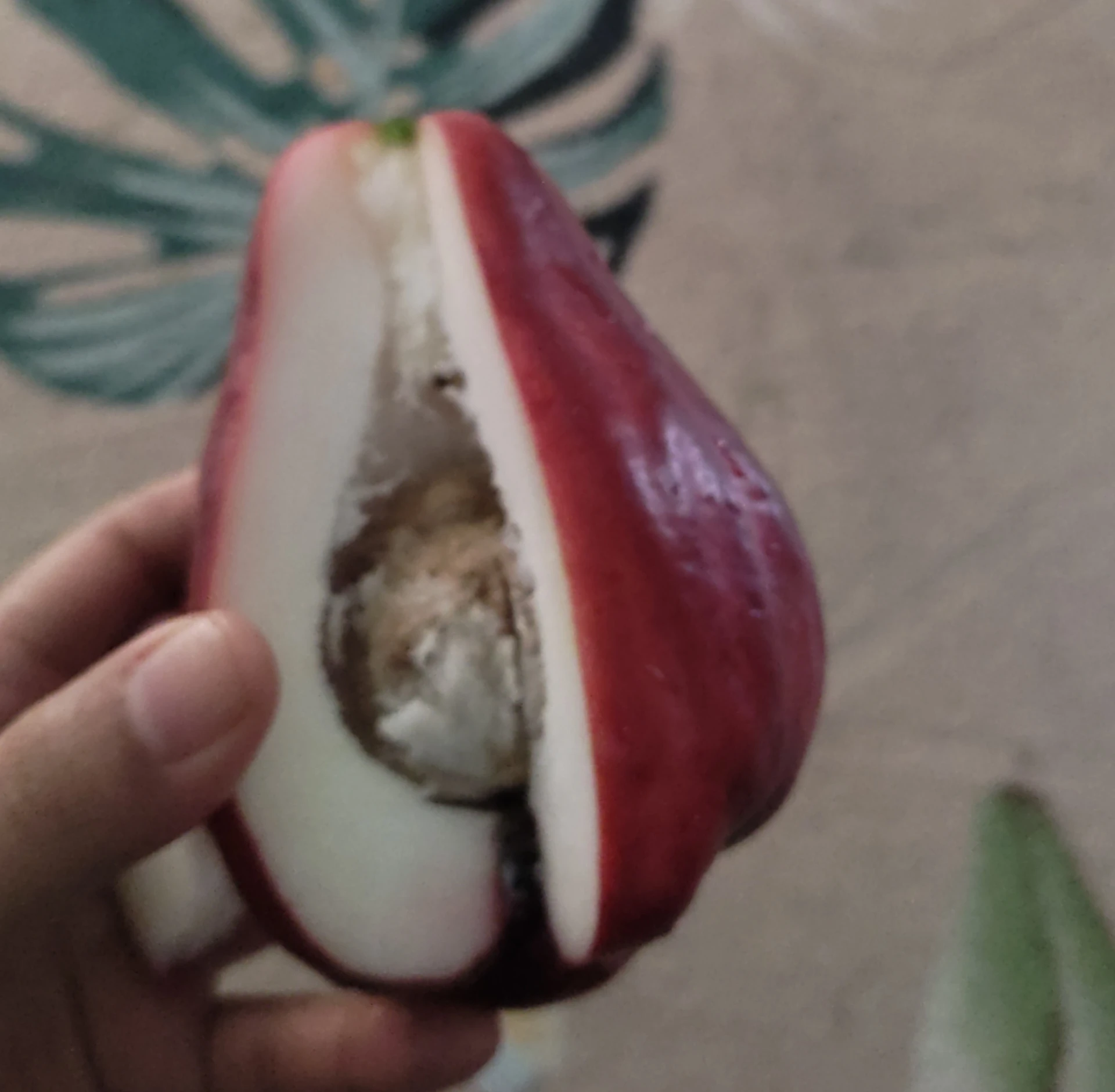 Apa nama Jambu ini di daerah kalian? #CeritaHariIni