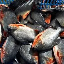 apakah kamu sukaa ikan bawel?