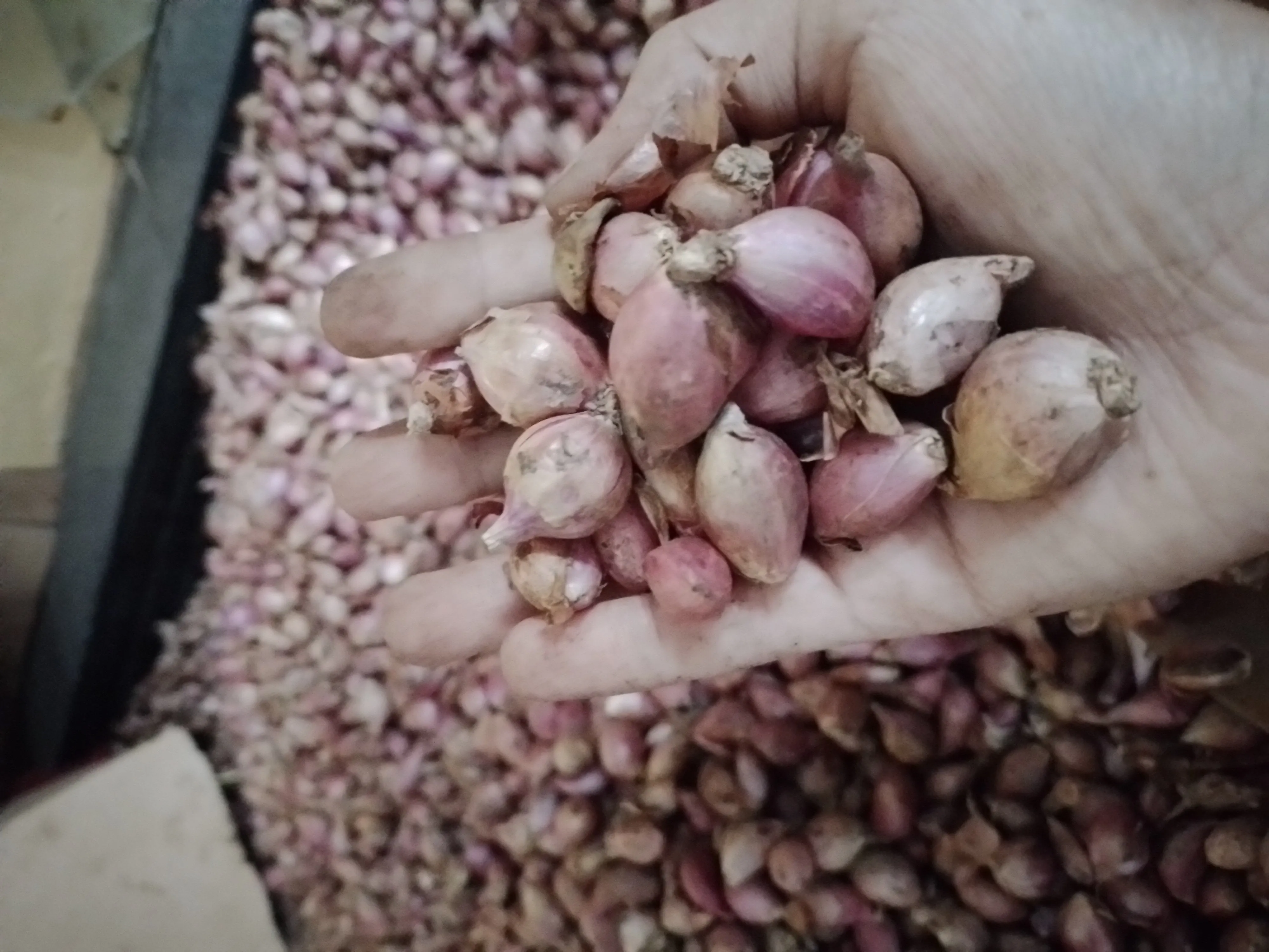 Bawang