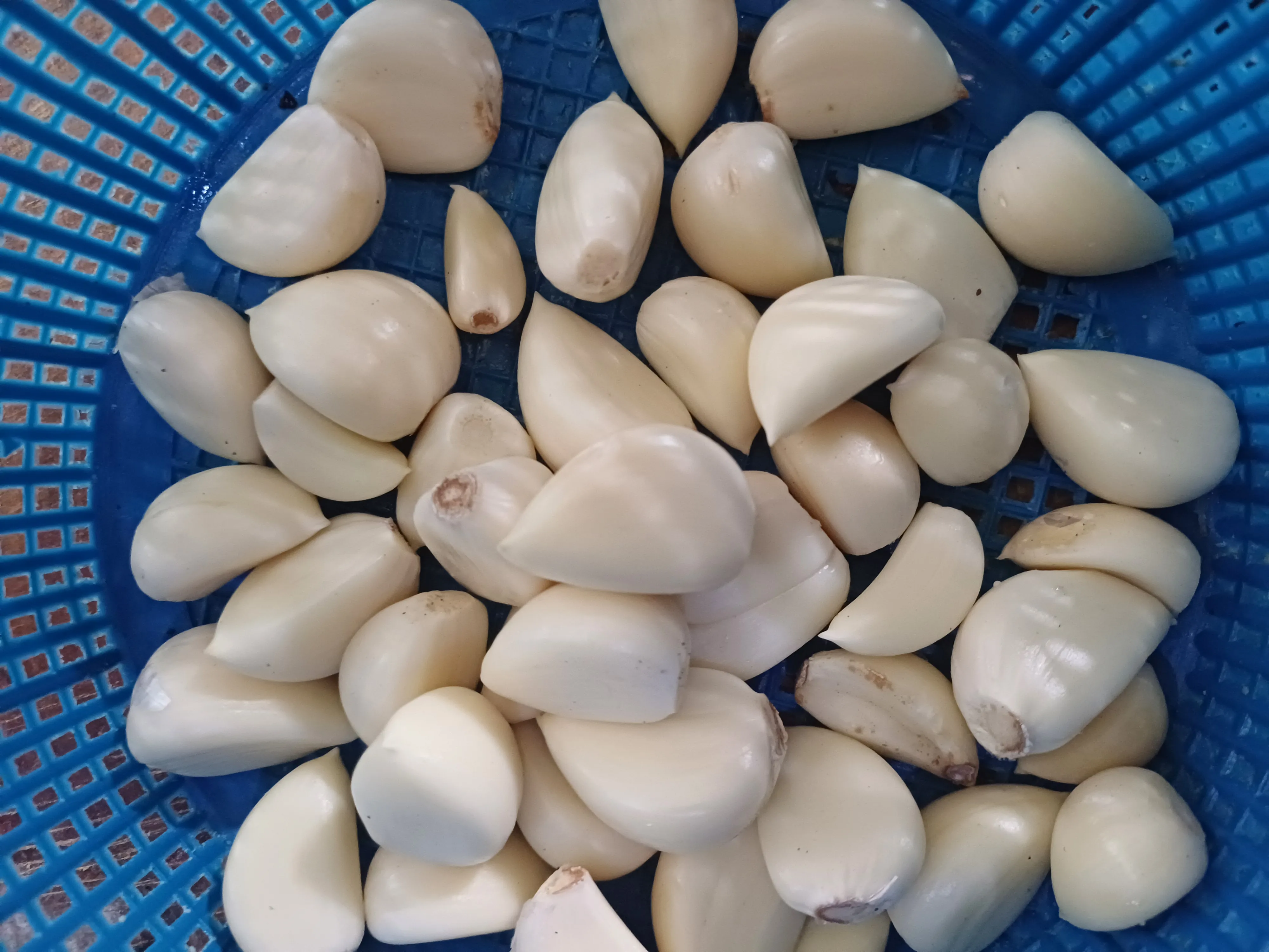 Bawang putih