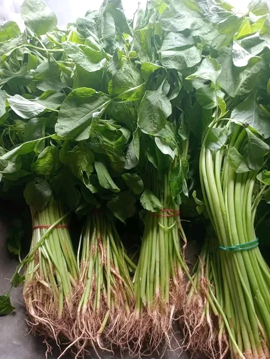 Bayam