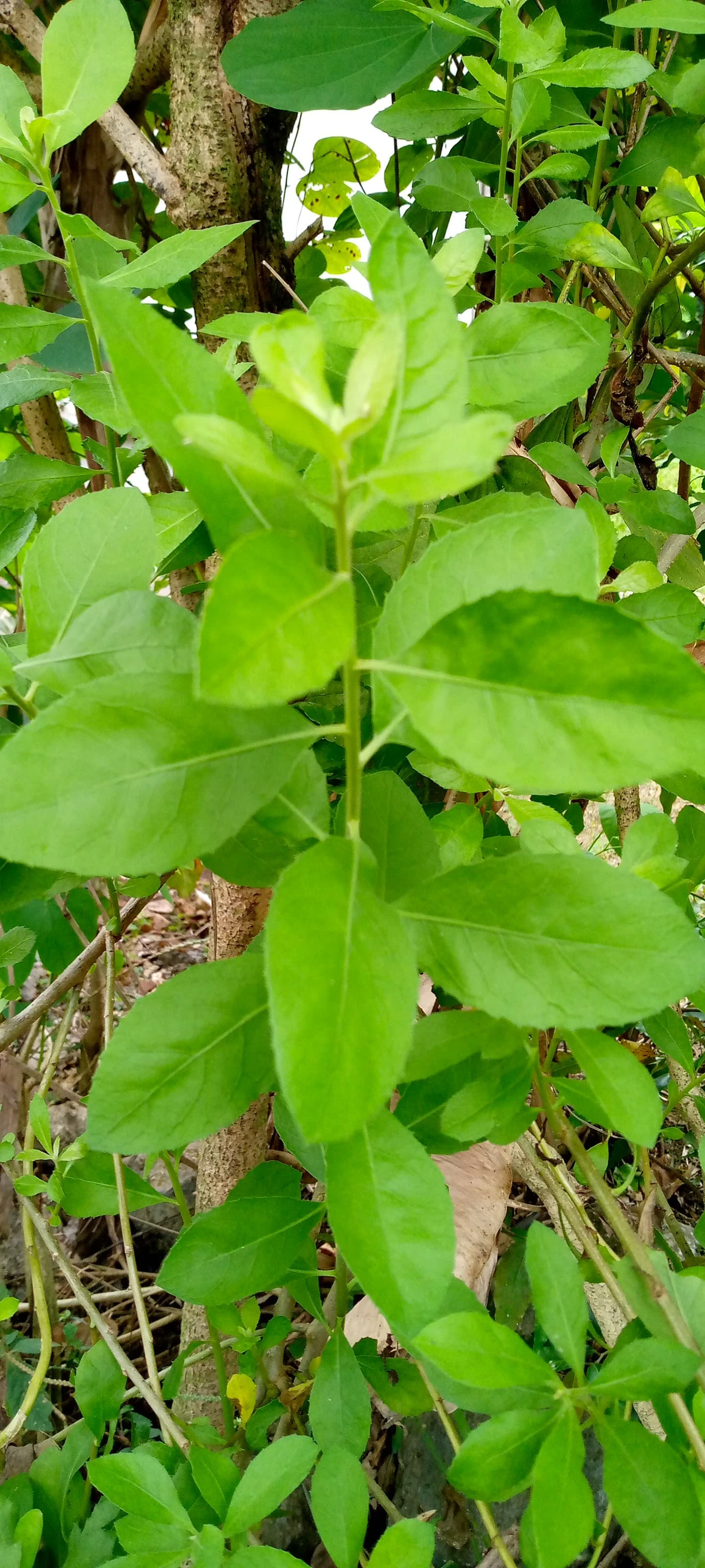 Beluntas