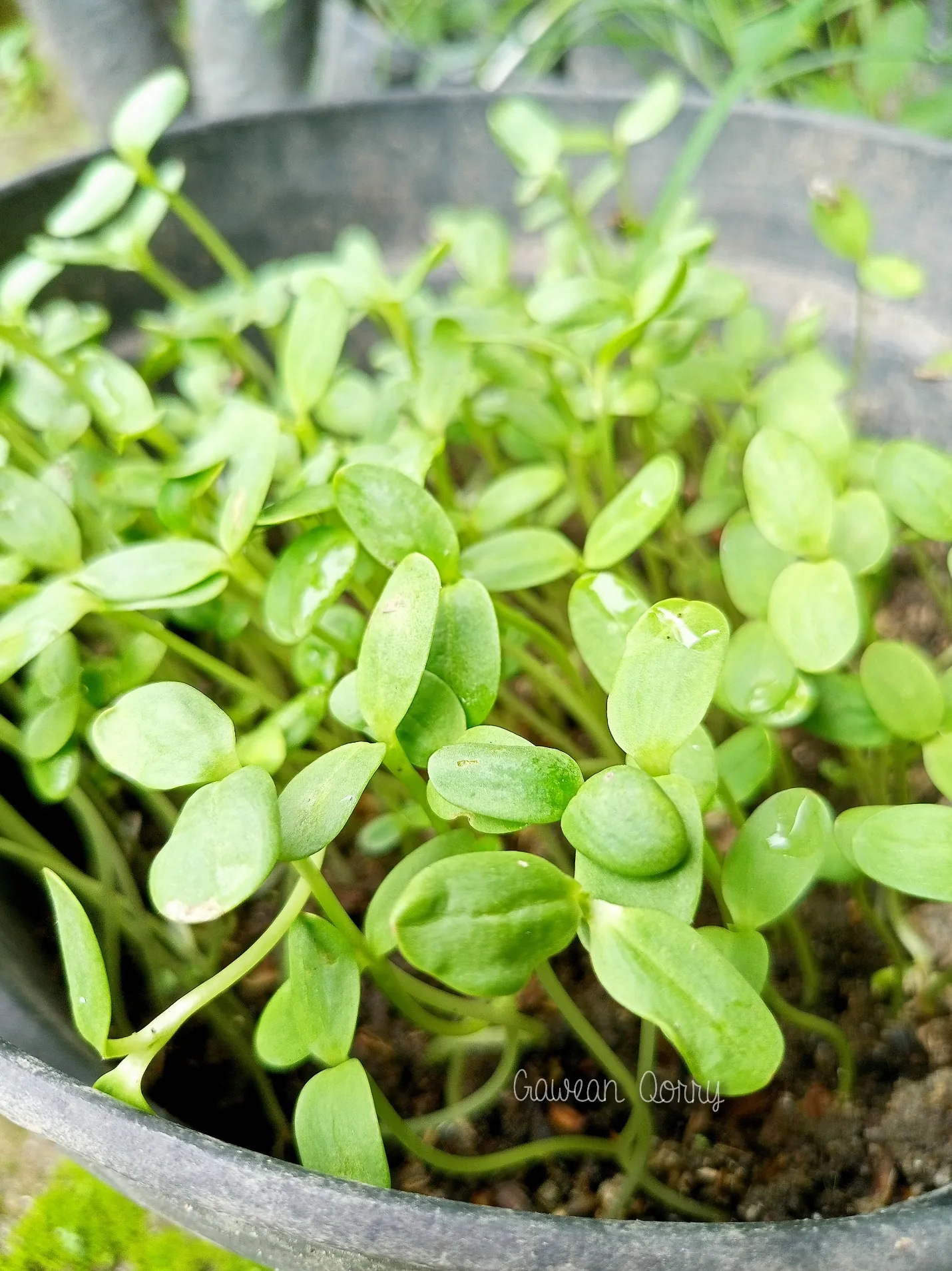Berkebun di bulan Ramadan