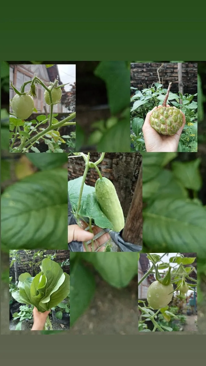 Berkebun di rumah