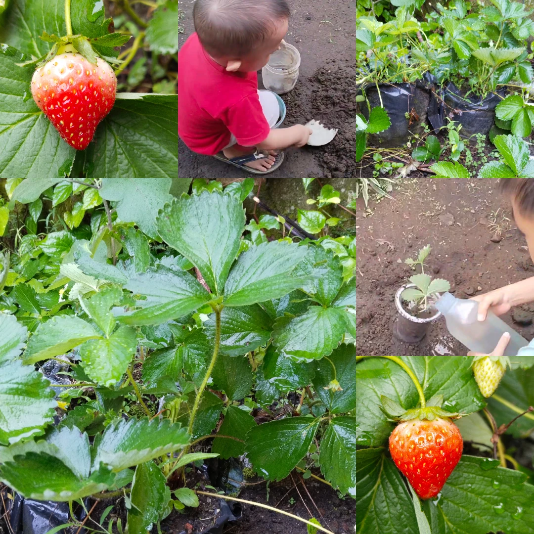 Berkebun stroberi