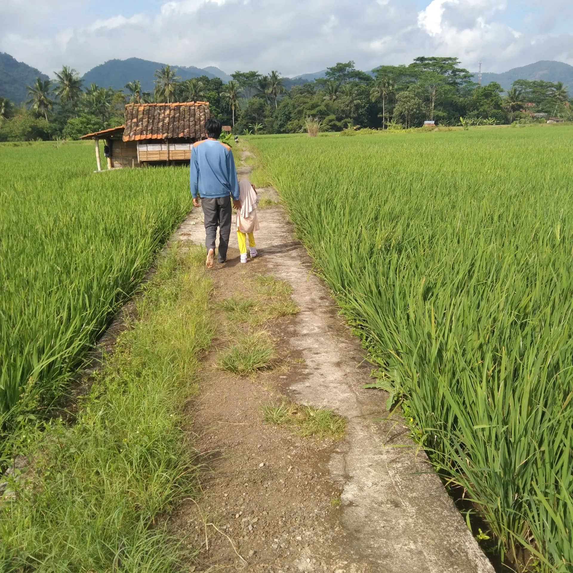 Biasakan olahraga pagi jalan-jalan di sawah
