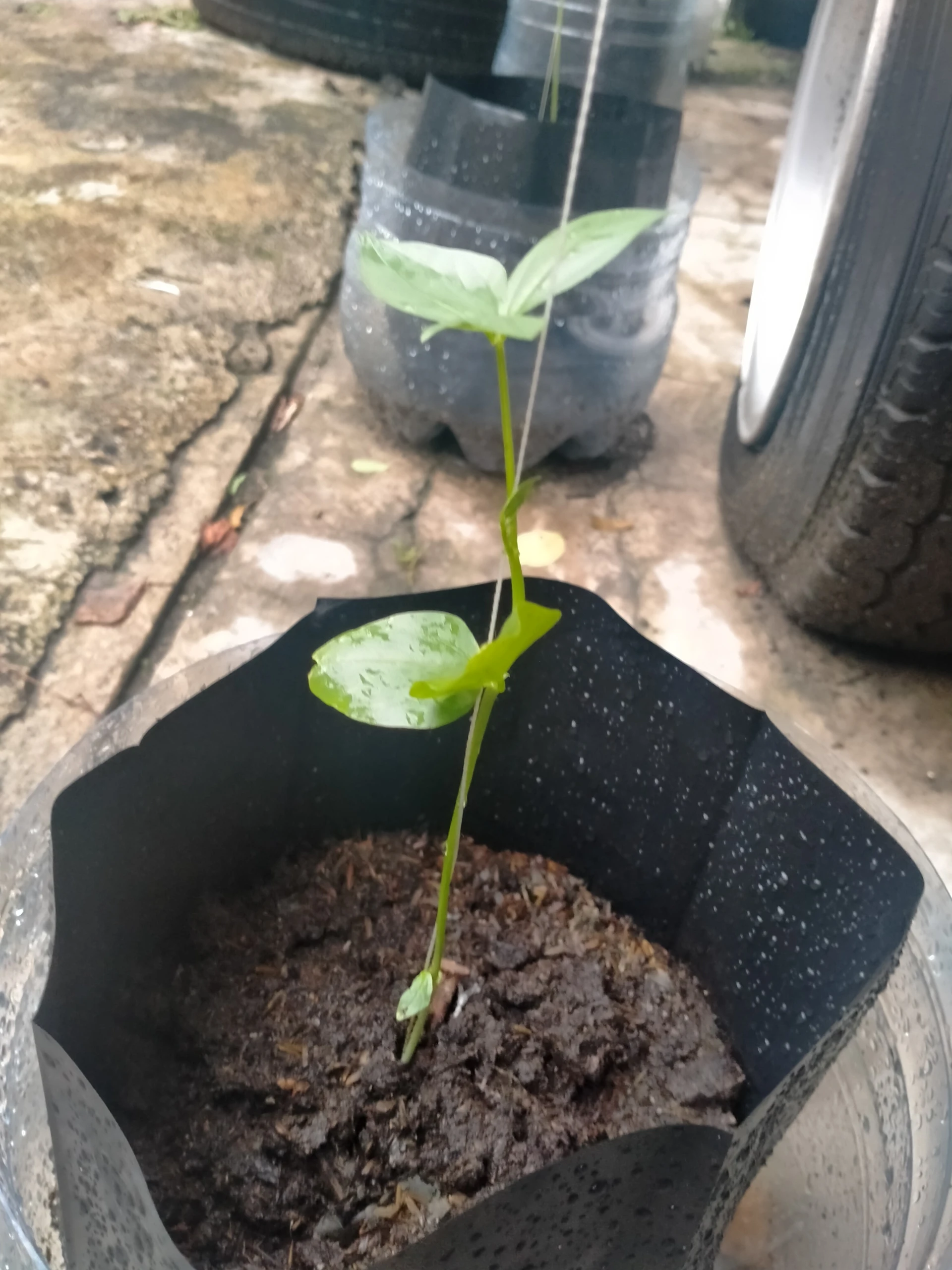 Bibit Sayuranku