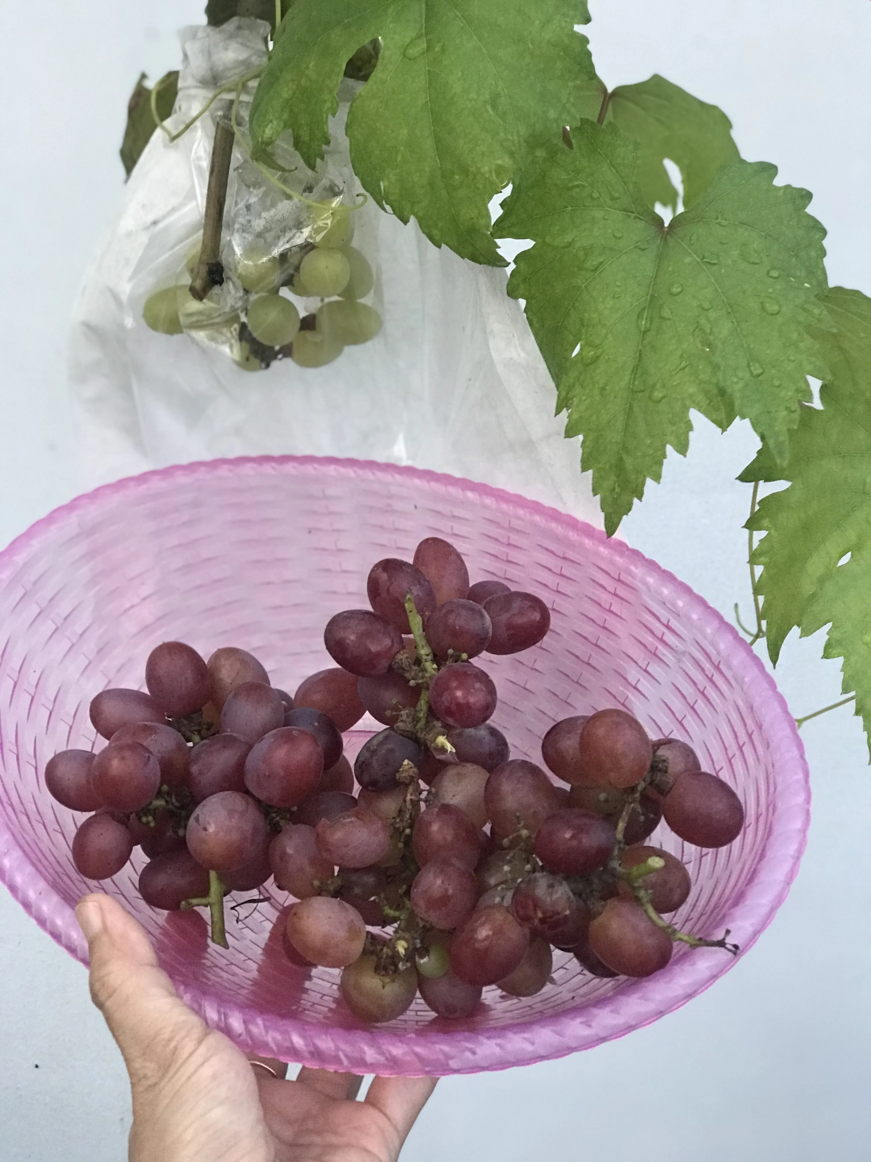 Buah anggur