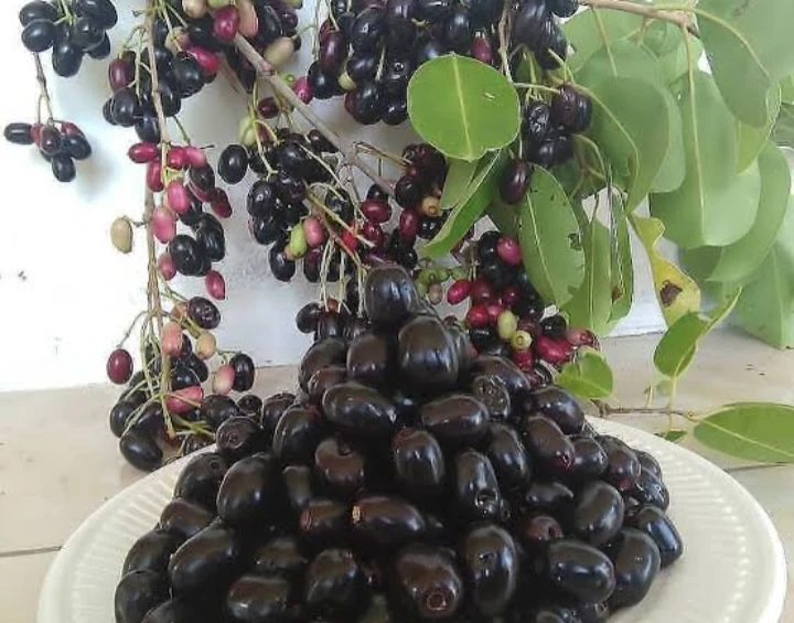Buah Duwet