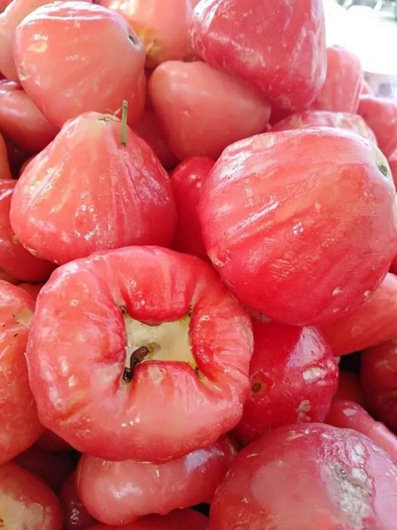 Buah jambu