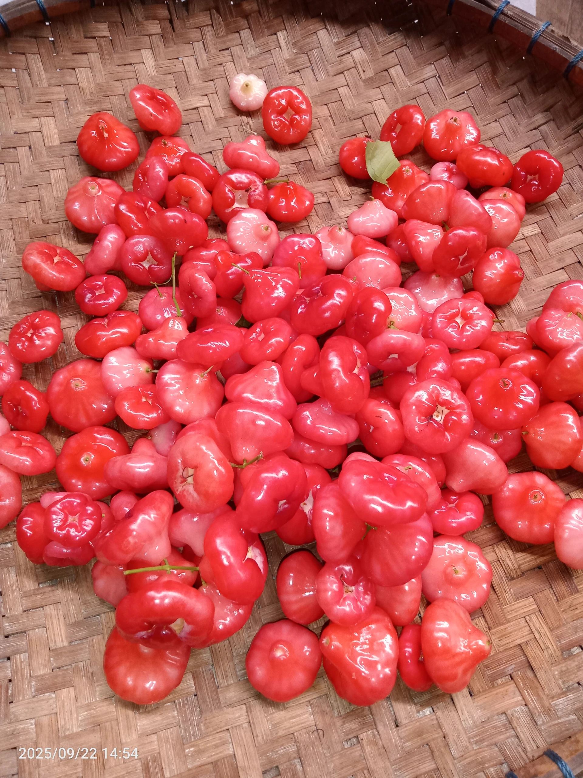 Buah jambu kancing