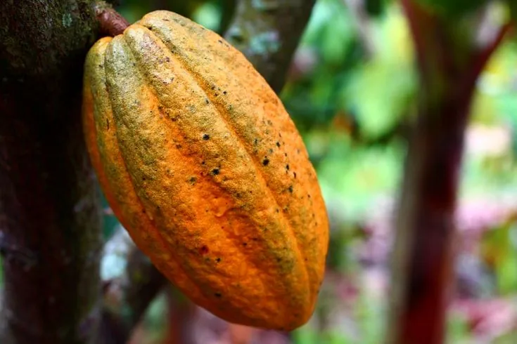 Buah Kakao