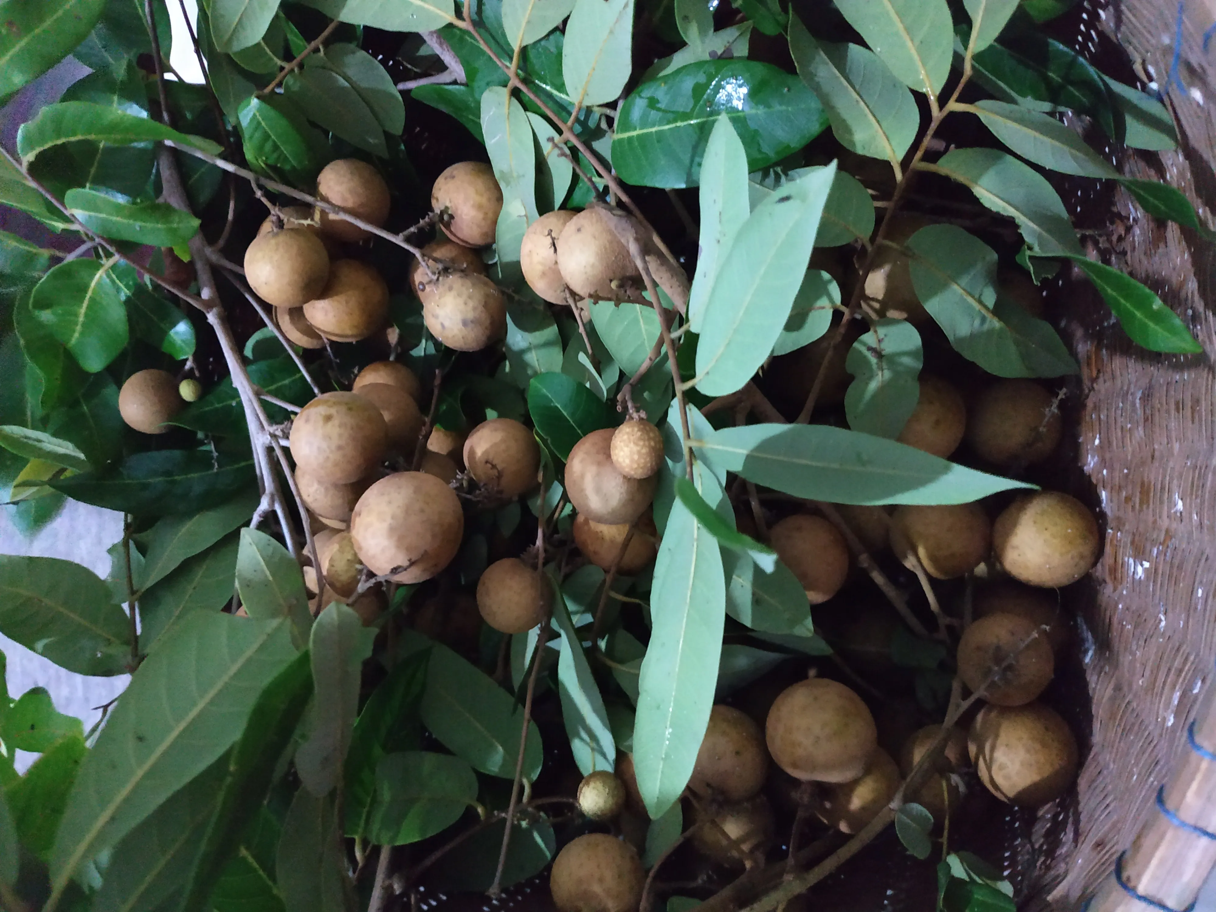 Buah kelengkeng atau longan