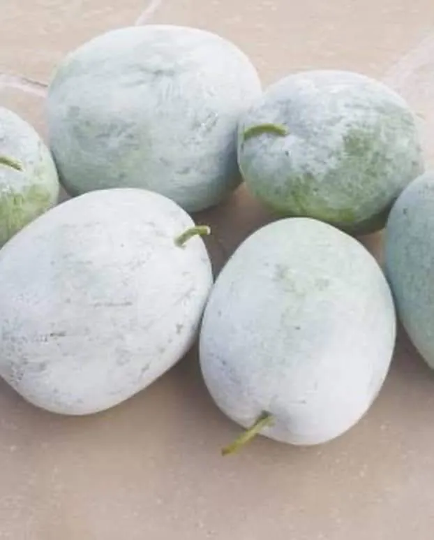 Buah kundur