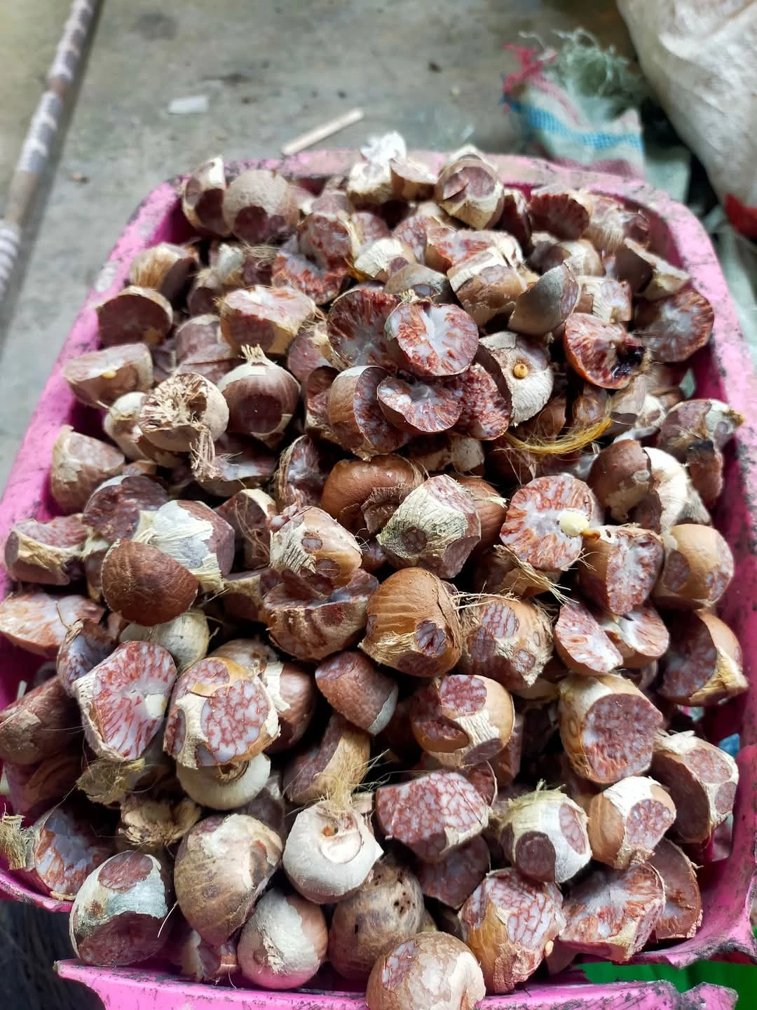 Buah Pinang Banyak Manfaatnya