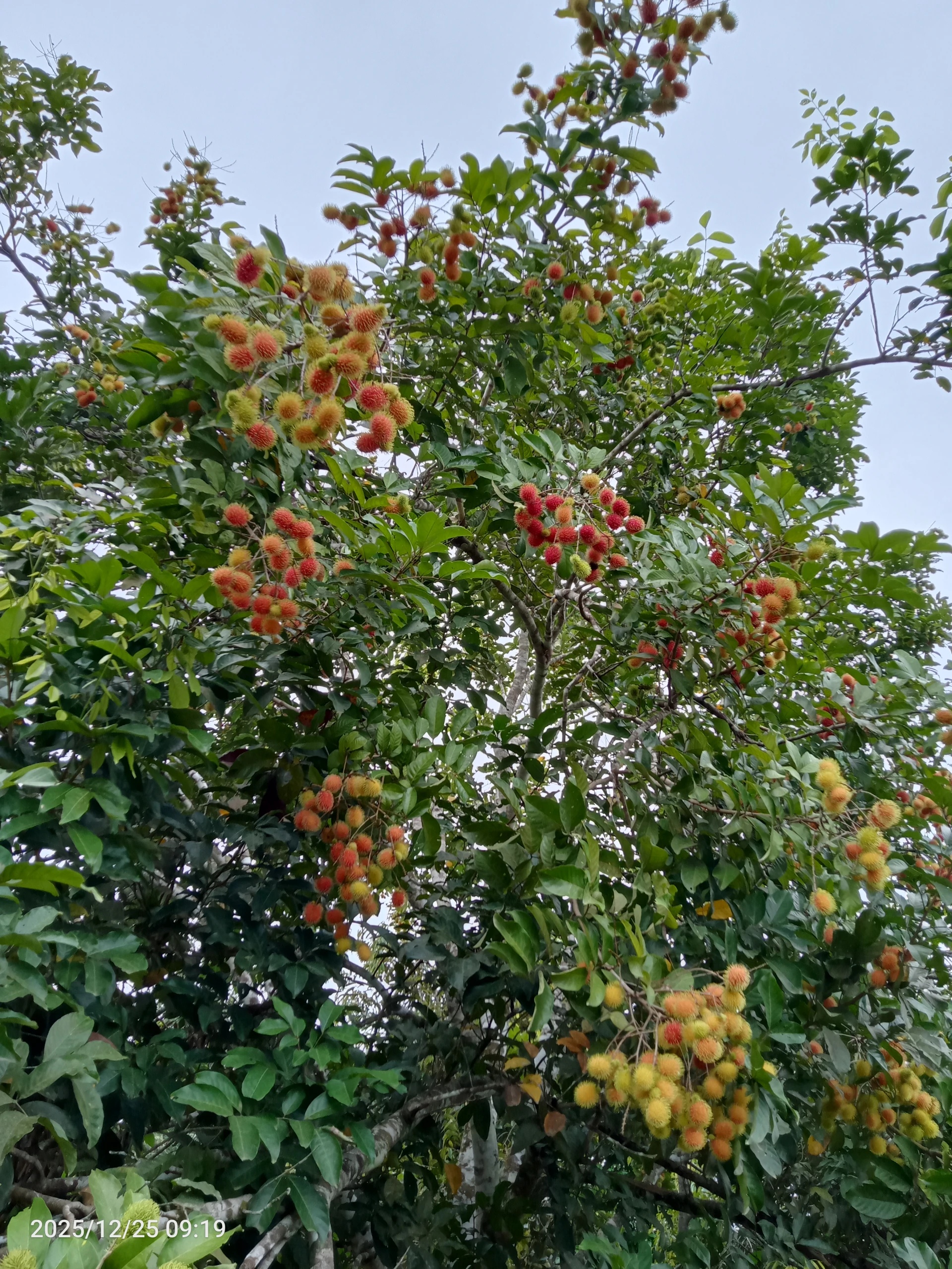 Buah primadona 2025