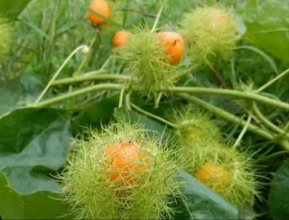 Buah Rambusa