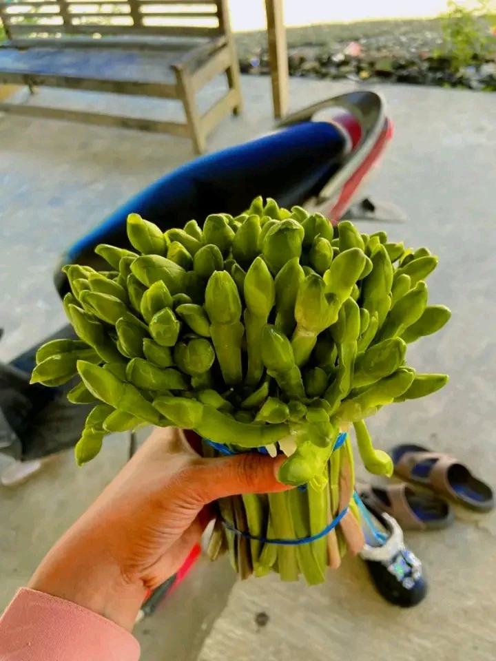 Bunga genjer