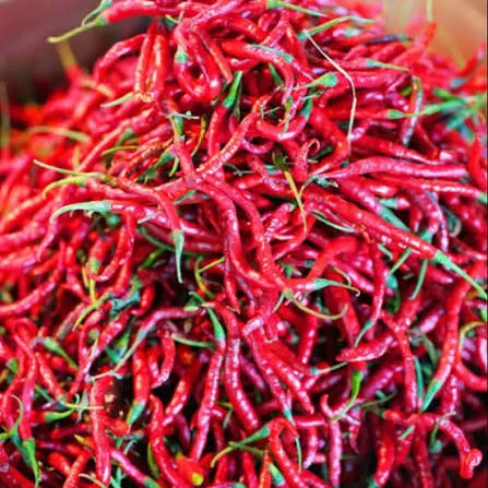 Cabe Merah VS Cabe Keriting