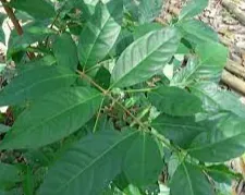 Daun dalam