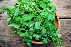 Daun katuk