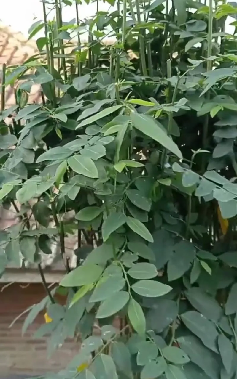 Daun katuk