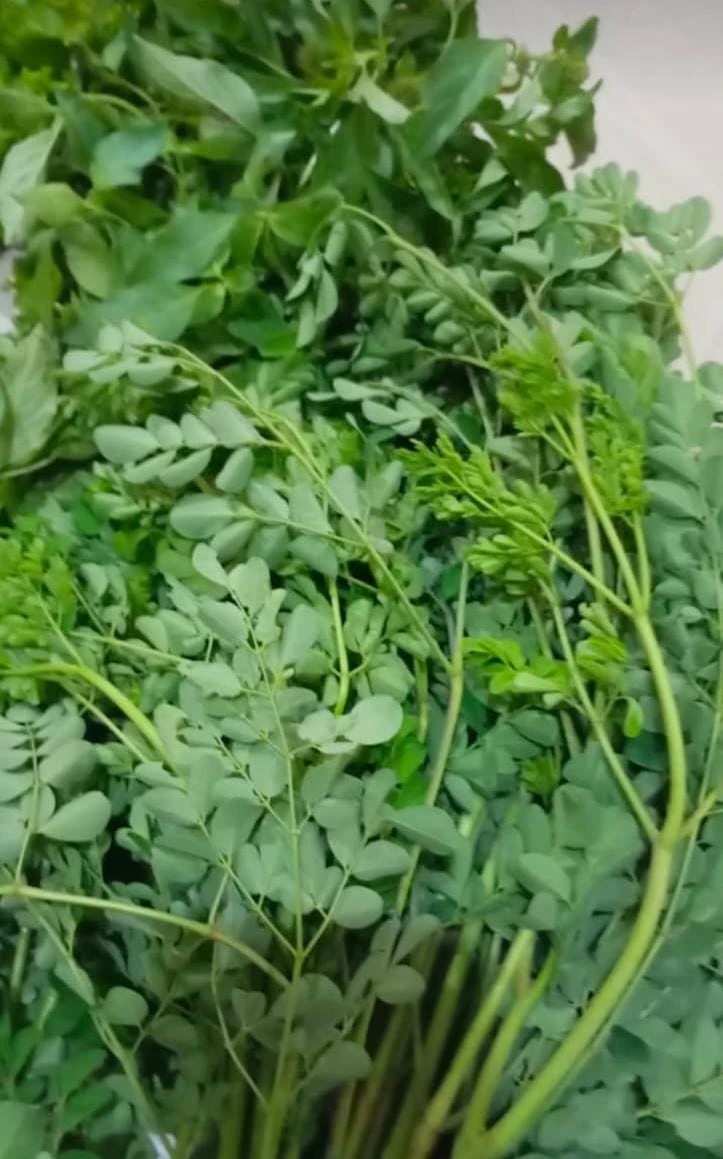 DAUN KELOR