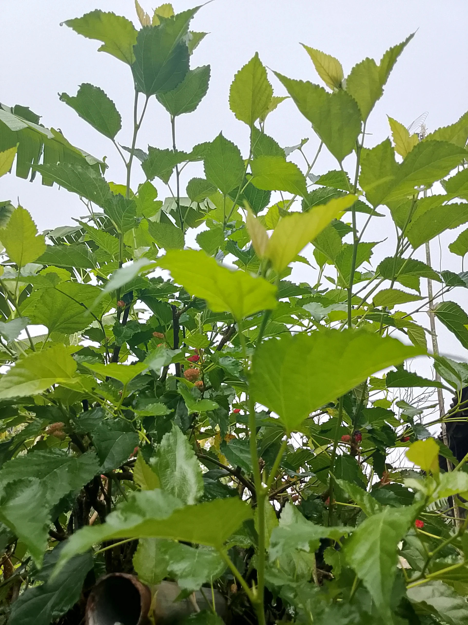 Daun murbei / daun besaran