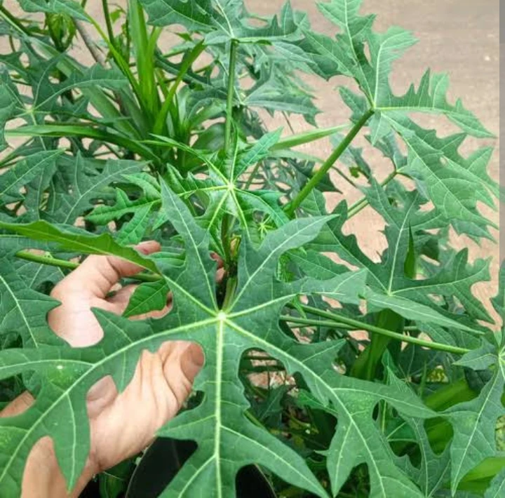 Daun paya jepang