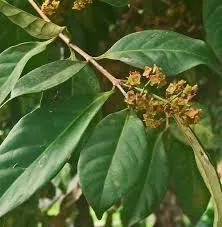 Daun salam