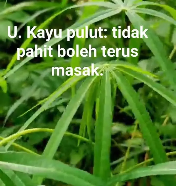 Daun singkong