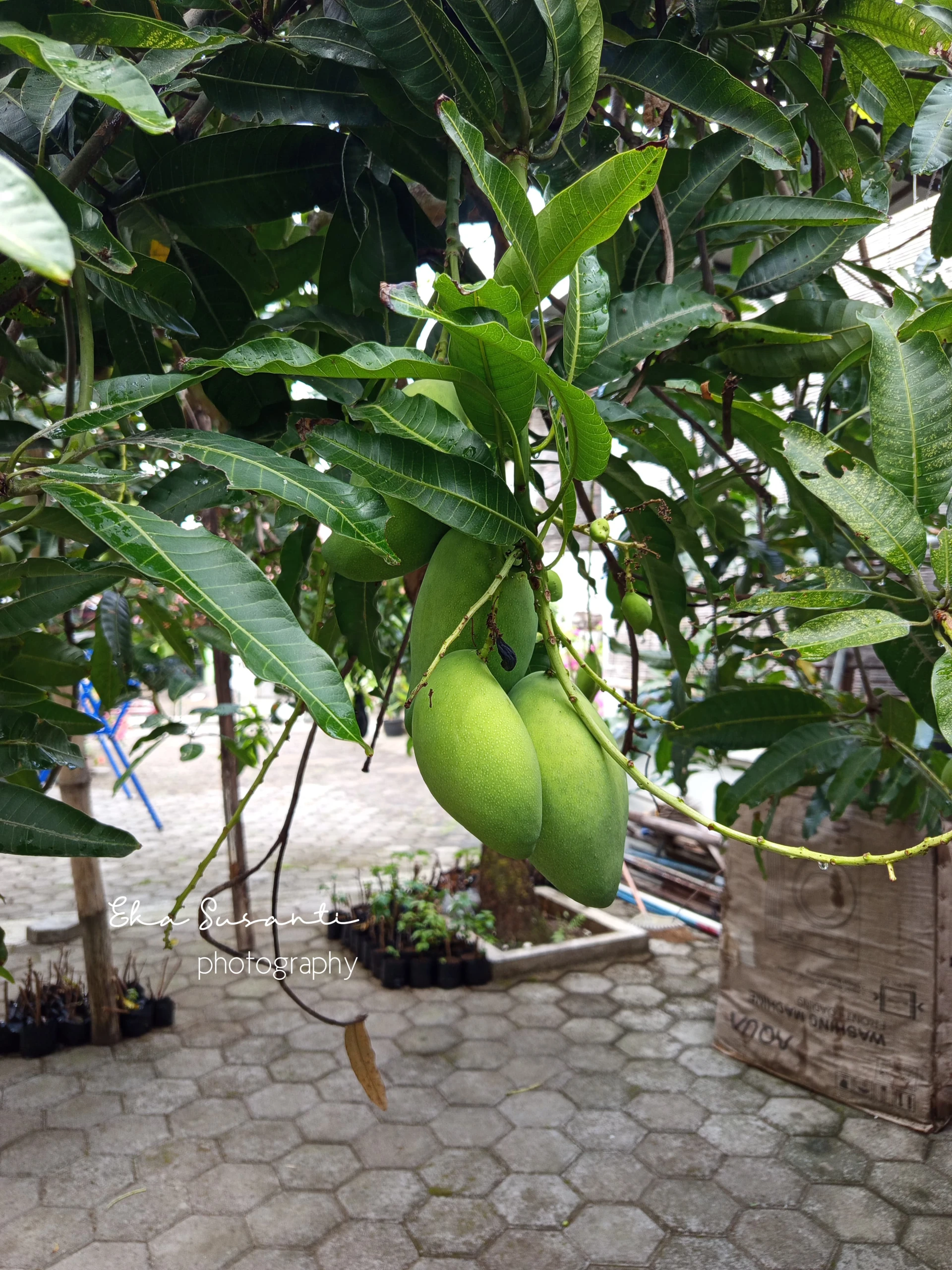 Dilema Emak, Rujak Atau Nunggu Mateng? #WeeklyMissionUmamichi