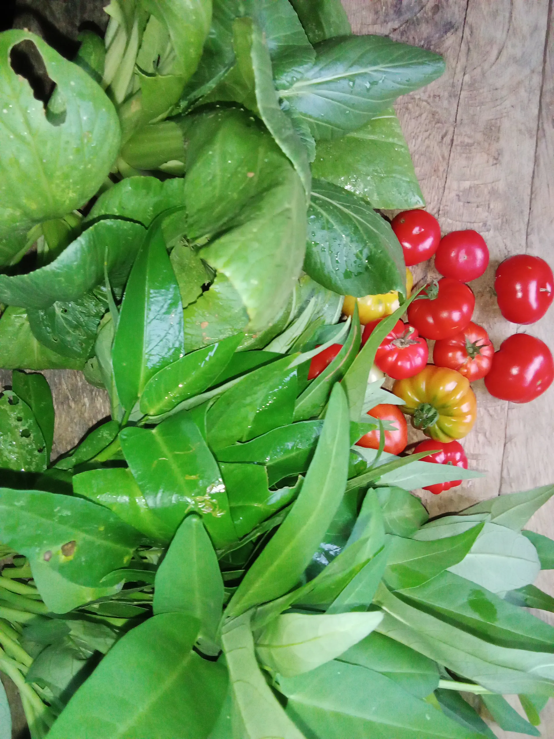 Hasil kebun miniku