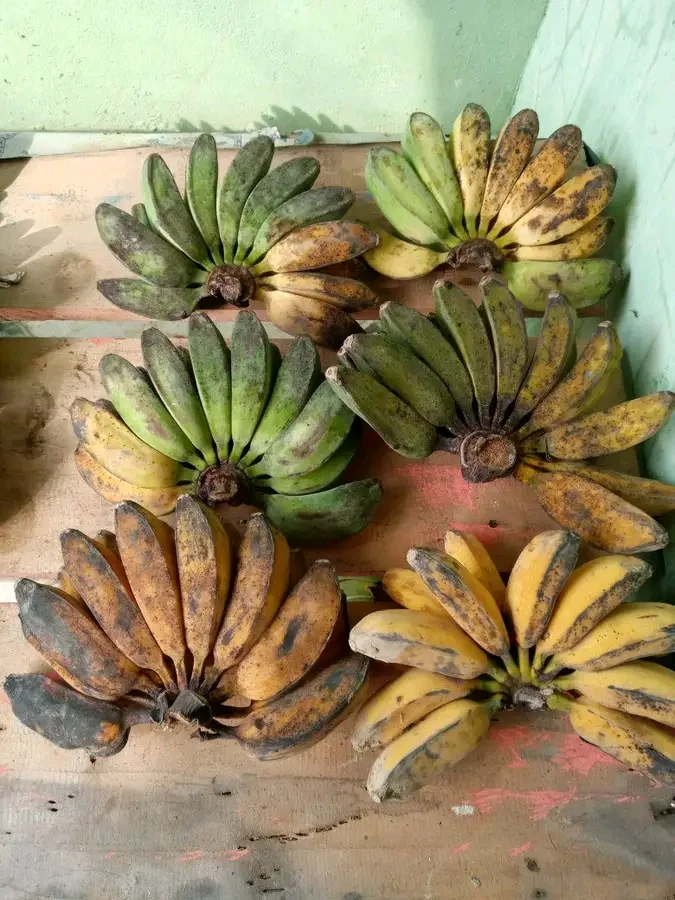 Hasil panen pisang