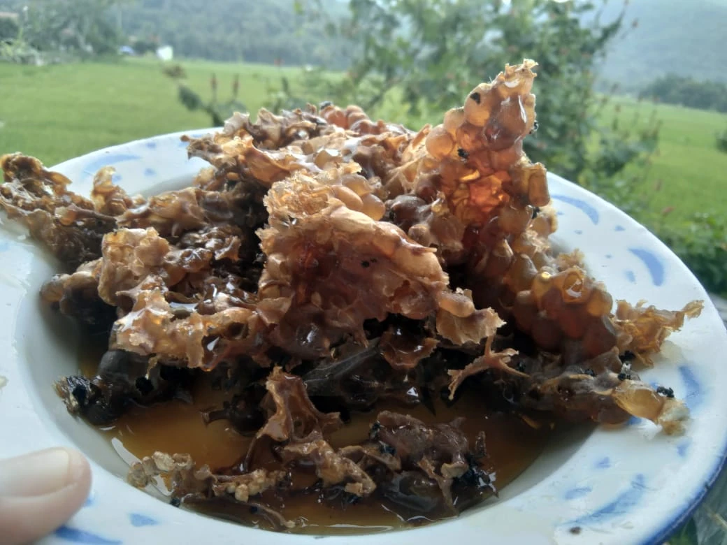 Hidup Lebih Sehat dengan beternak Lebah Trigona
