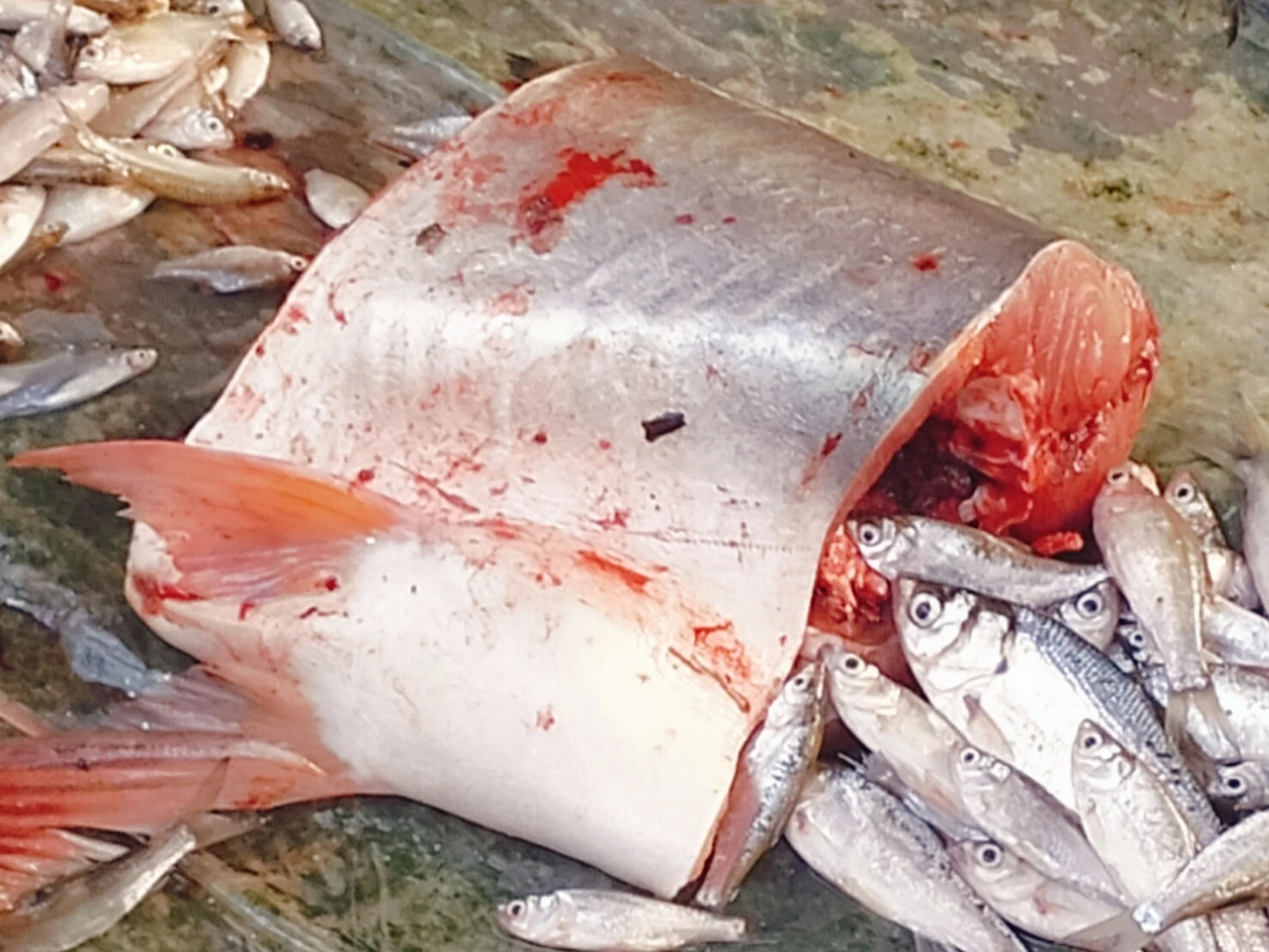 Ika patin sungai