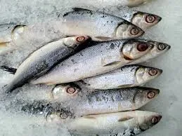 Ikan bandeng hidup di mana?
