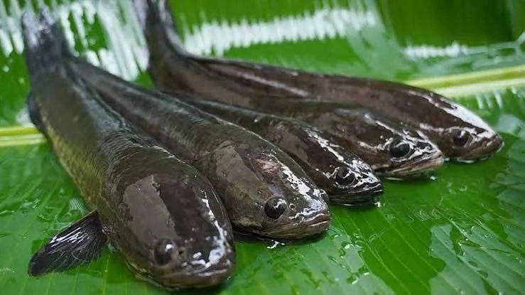 ikan gabus
