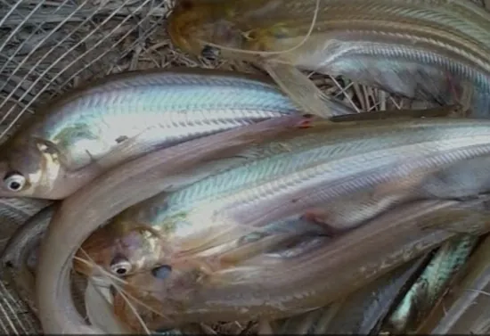 Ikan lais
