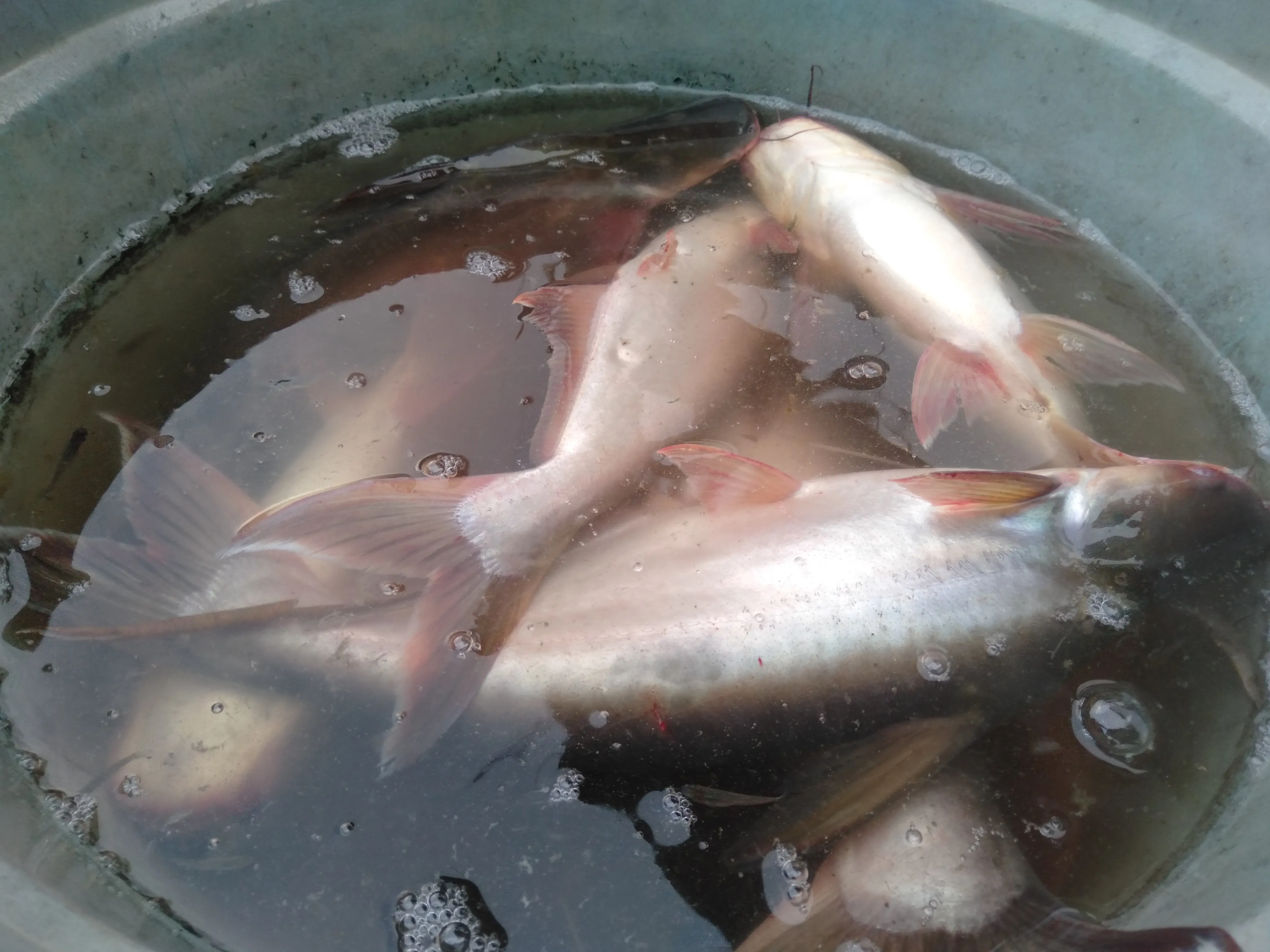 Ikan patin
