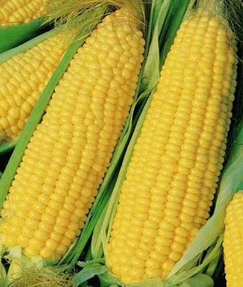 Jagung manis