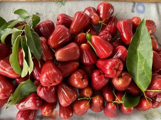 Jambu air