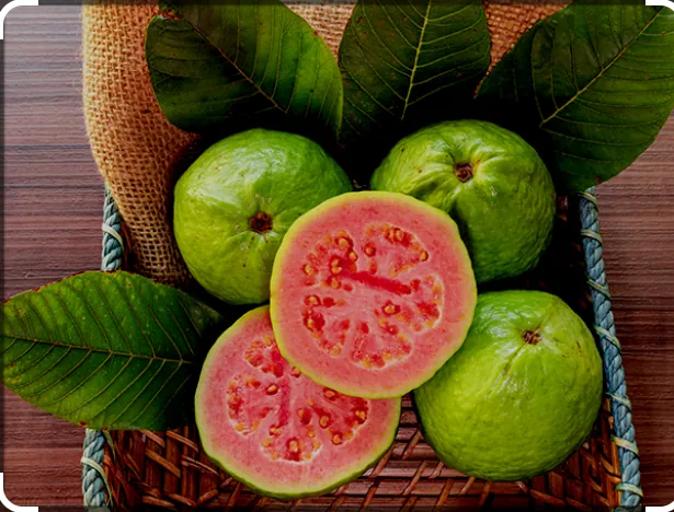 Jambu biji