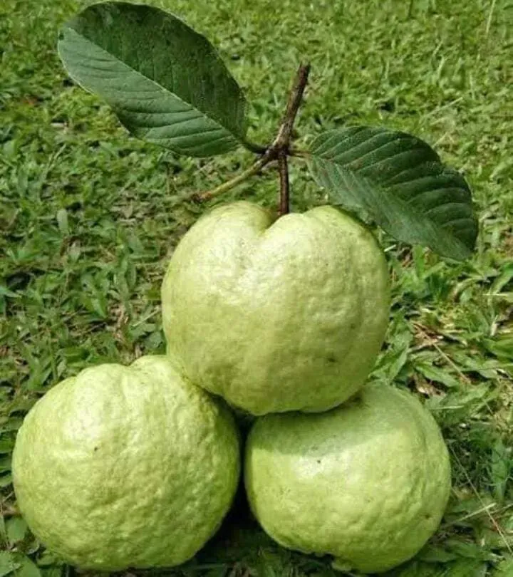 Jambu kristal