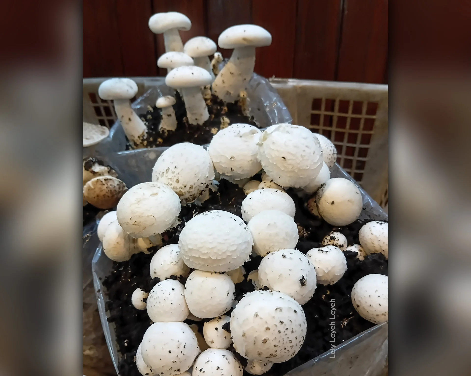 JAMUR CHAMPIGNON