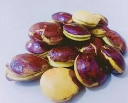 Jengkol